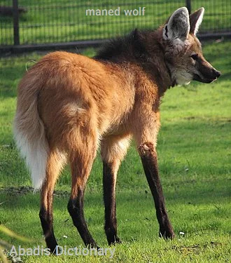 maned wolf